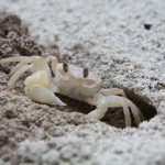 Crab at Iru Fushi