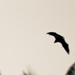 Bat over Iru Fushi